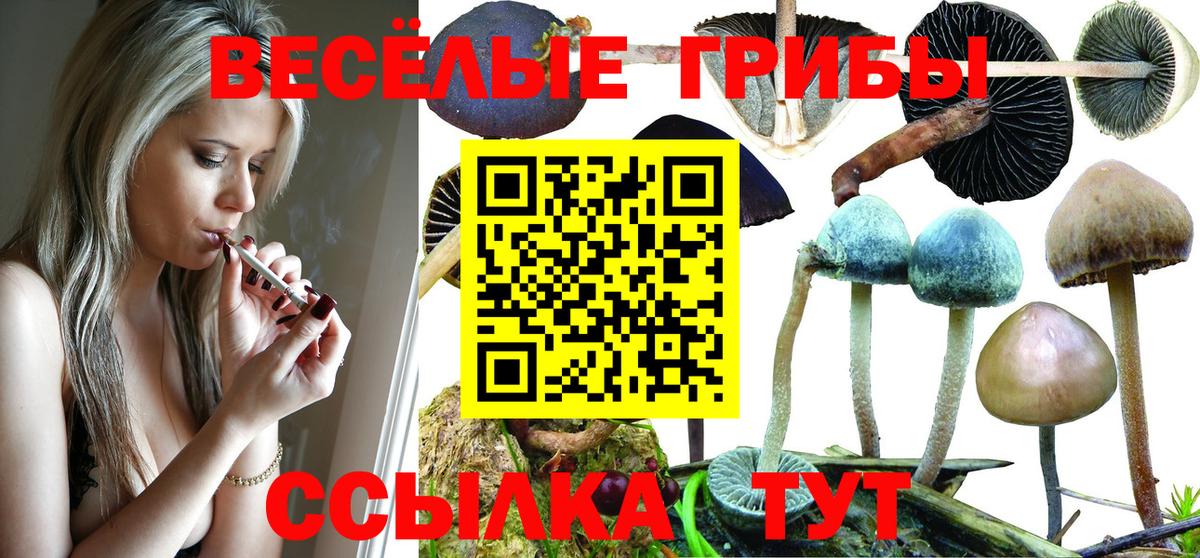 Галлюциногенные грибы GOLDEN TEACHER  Вход с VPN  Луга  Псилоцибиновые грибы Psilocybine cubensis 